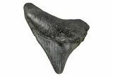 Juvenile Megalodon Tooth - South Carolina #172113-2